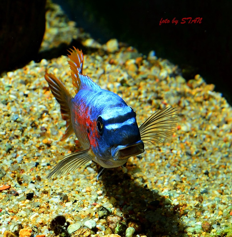 Labeotropheus trewavasae 'Makankha Reef'